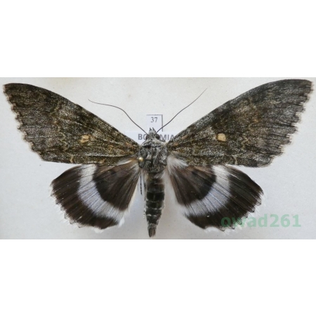 Catocala fraxini (Linnaeus, 1758) male Wstęgówka jesionka ex. ovo Czech 81mm37